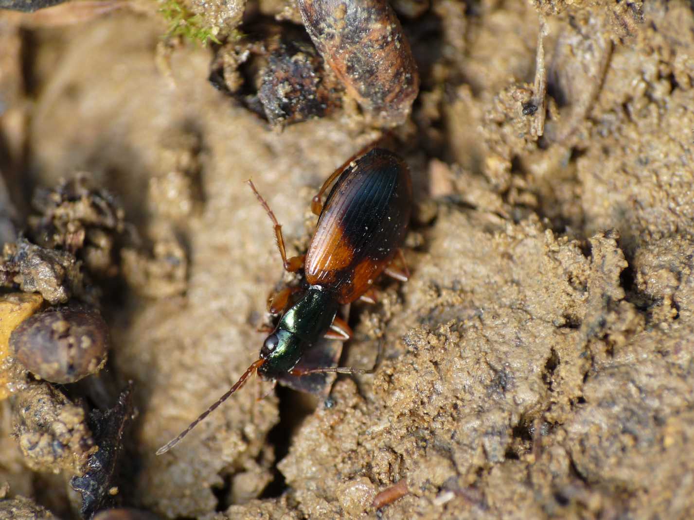 Brachinus? Anchomenus dorsalis